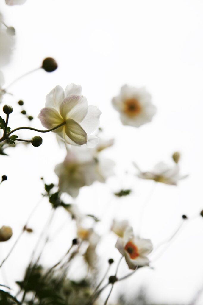 white, flower wallpaper, beautiful flowers, flowers, flower background, nature
